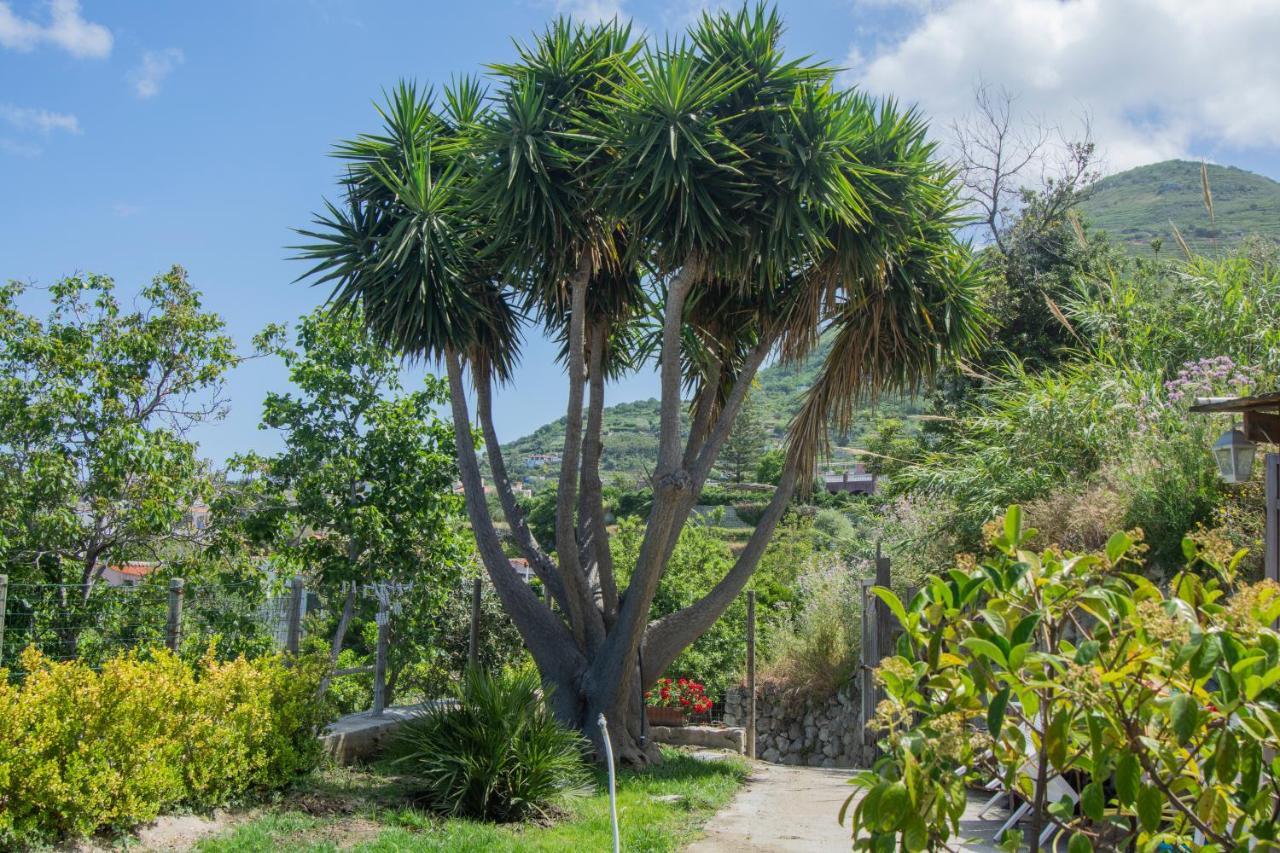Casa Yucca Villa Forio  Ngoại thất bức ảnh